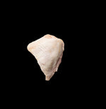 Organic Chicken Thighs Bone In Skin On